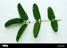 Attēlu rezultāti vaicājumam “Sanguisorba officinalis leaf”