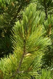 Attēlu rezultāti vaicājumam “Pinus cembra”