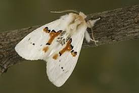 Attēlu rezultāti vaicājumam “Leucodonta bicoloria”