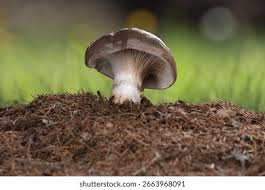 Attēlu rezultāti vaicājumam “Gomphidius glutinosus”