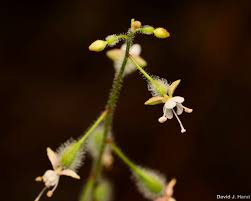 Attēlu rezultāti vaicājumam “Circaea alpina flower”