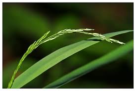 Attēlu rezultāti vaicājumam “Cinna latifolia”
