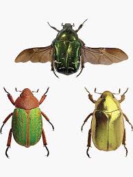 Attēlu rezultāti vaicājumam “Scarabaeidae”