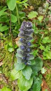 Attēlu rezultāti vaicājumam “Ajuga pyramidalis leaf”