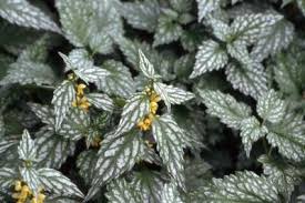 Attēlu rezultāti vaicājumam “Lamiastrum galeobdolon bud”