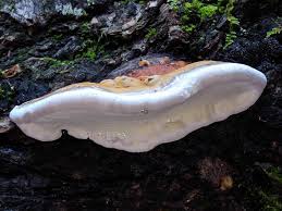 Attēlu rezultāti vaicājumam “Fomitopsis pinicola”