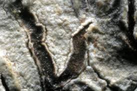 Attēlu rezultāti vaicājumam “Phaeographis dendritica”