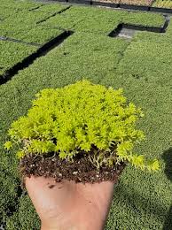 Image result for Sedum acre