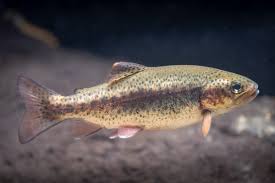 Image result for Oncorhynchus