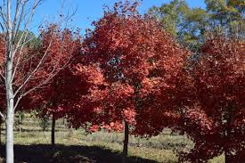 Attēlu rezultāti vaicājumam “Aesculus x hybrida leaf”