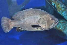 Image result for Hyporthodus quernus