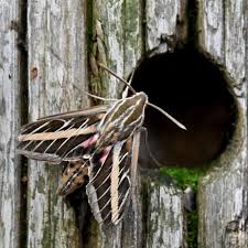 Attēlu rezultāti vaicājumam “Diaphora mendica female”