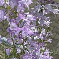 Image result for Campanula rapunculus