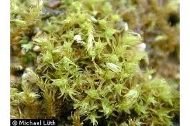 Attēlu rezultāti vaicājumam “Dicranella schreberiana”