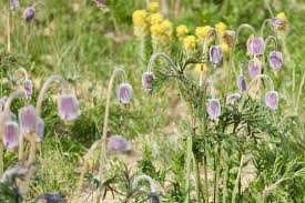 Attēlu rezultāti vaicājumam “Pulsatilla pratensis flower”