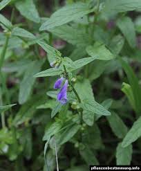 Attēlu rezultāti vaicājumam “Scutellaria galericulata leaf”
