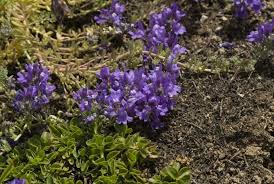 Attēlu rezultāti vaicājumam “Veronica officinalis”