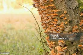 Attēlu rezultāti vaicājumam “Inonotus radiatus”