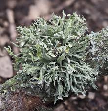 Attēlu rezultāti vaicājumam “Ramalina fastigiata”