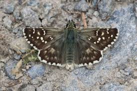 Attēlu rezultāti vaicājumam “Pyrgus alveus”