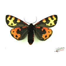 Attēlu rezultāti vaicājumam “Parasemia plantaginis female”