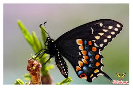 Attēlu rezultāti vaicājumam “Papilionidae”