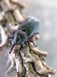 Attēlu rezultāti vaicājumam “Magdalis sp.”