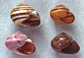 Attēlu rezultāti vaicājumam “Cepaea hortensis”