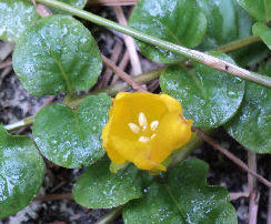 Attēlu rezultāti vaicājumam “Lysimachia thyrsiflora bud”