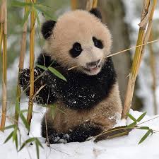 Image result for pandas