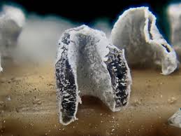 Attēlu rezultāti vaicājumam “Physarum bivalve”