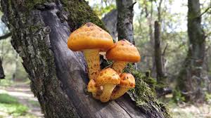 Attēlu rezultāti vaicājumam “Pholiota aurivella”