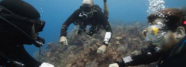 Image result for Headstream Divers