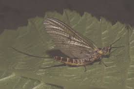 Attēlu rezultāti vaicājumam “Ephemera sp.”