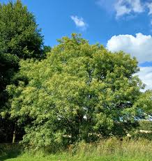 Attēlu rezultāti vaicājumam “Castanea sativa”
