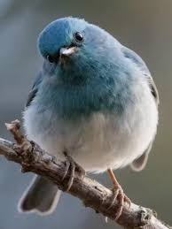 Attēlu rezultāti vaicājumam “Muscicapidae”