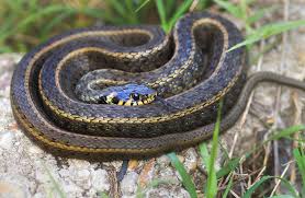 Attēlu rezultāti vaicājumam “Natrix natrix”