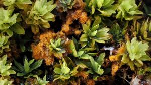Attēlu rezultāti vaicājumam “Encalypta streptocarpa sporophyte”