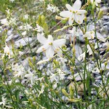 Attēlu rezultāti vaicājumam “Anthericum ramosum”
