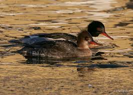 Attēlu rezultāti vaicājumam “Mergus serrator”