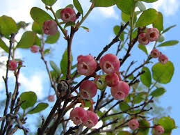 Attēlu rezultāti vaicājumam “Vaccinium uliginosum bud”