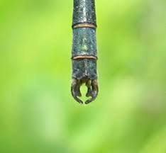 Attēlu rezultāti vaicājumam “Lestes dryas”