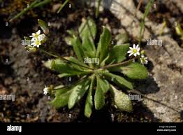 Attēlu rezultāti vaicājumam “Erophila verna flower”