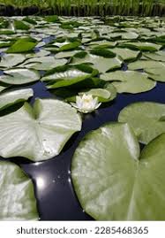 Attēlu rezultāti vaicājumam “Nymphaea candida leaf”