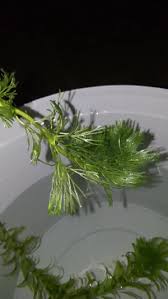 Attēlu rezultāti vaicājumam “Ceratophyllum submersum leaf”