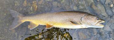 Image result for Salvelinus namaycush