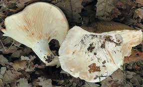 Attēlu rezultāti vaicājumam “Lactarius bertillonii”