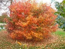 Attēlu rezultāti vaicājumam “Hamamelis vernalis”