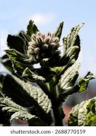 Attēlu rezultāti vaicājumam “Borago officinalis bud”