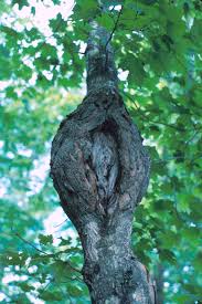 Attēlu rezultāti vaicājumam “Nectria sp., Neonectria sp.”